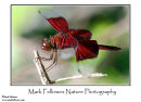 Dragonfly Neurothemis terminata